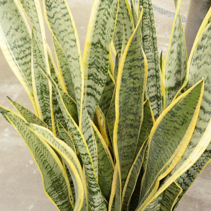 Snake Plant - Sansevieria laurentii from Wilson Farms Inc
