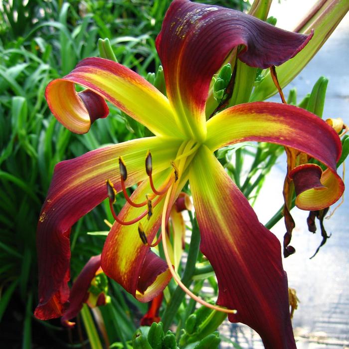 'Dancing On Air' Daylilly - Hemerocallis from Wilson Farms Inc