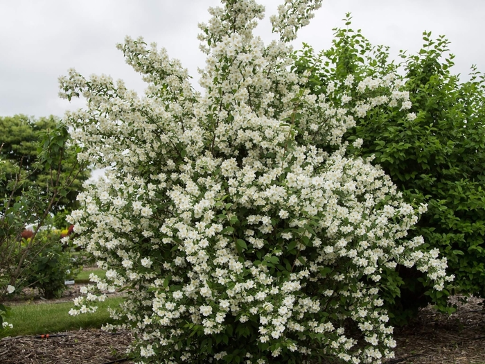Mock Orange - Philadelphus x virginalis from Wilson Farms Inc