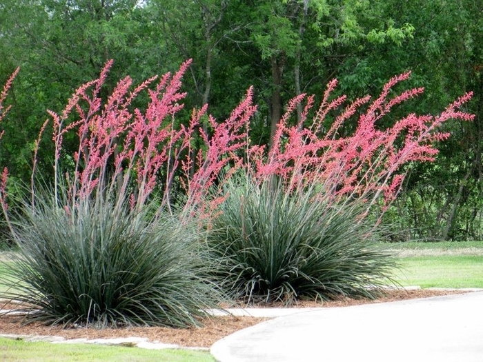 Red Yucca - Hesperaloe parviflora from Wilson Farms Inc