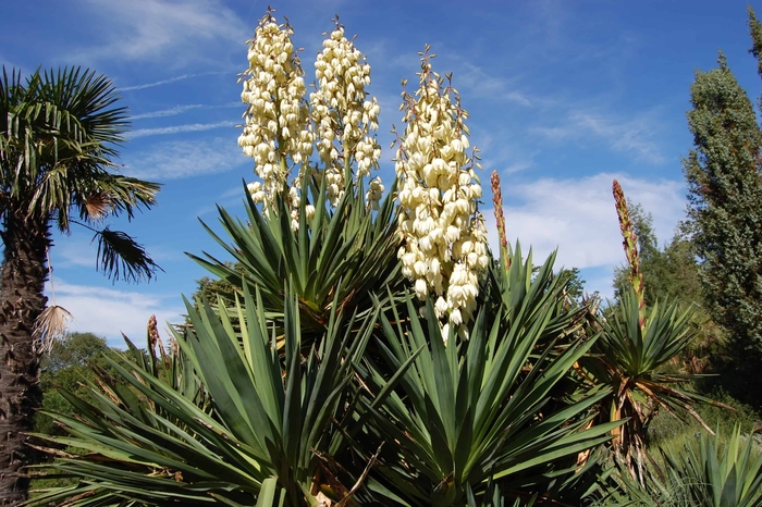 Soft Leaf Yucca - Yucca recurvifolia from Wilson Farms Inc