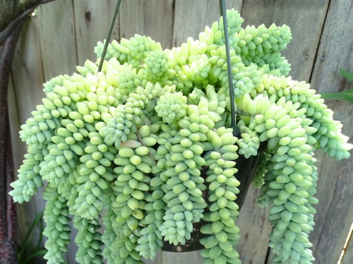 Burro's Tails - Sedum Morganianum from Wilson Farms Inc