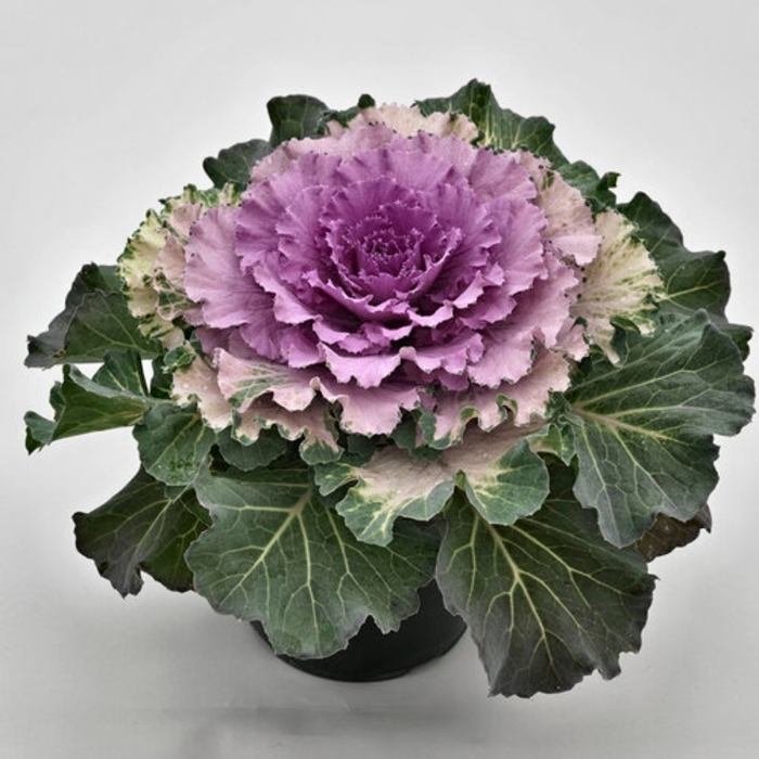 Osaka Pink Flowering Cabbage - Brassica oleracea from Wilson Farms Inc