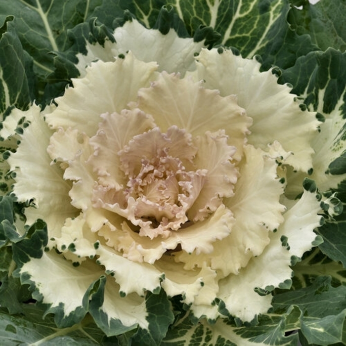 Osaka White Flowering Cabbage - Brassica oleracea from Wilson Farms Inc