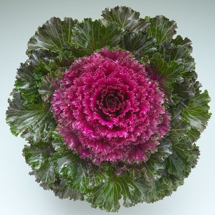 Crystal Deep Red Flowering Kale - Brassica oleracea from Wilson Farms Inc