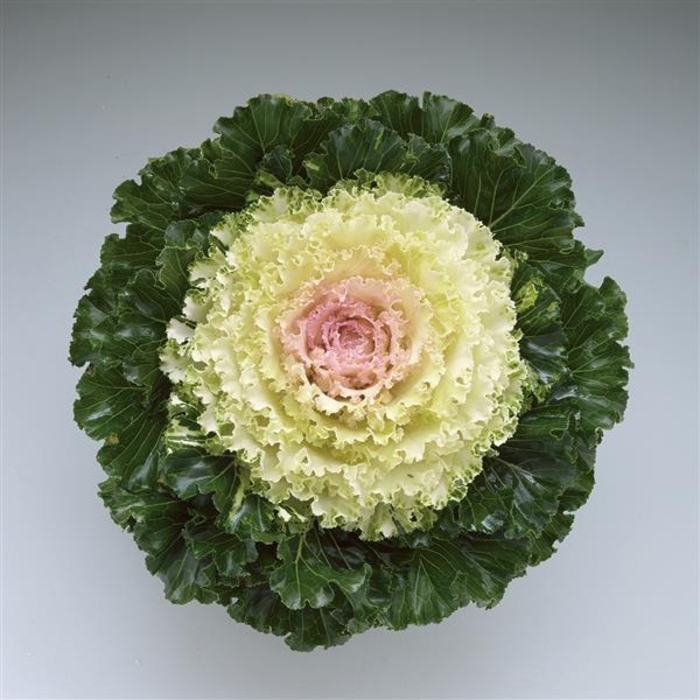 Crystal Snow Flowering Kale - Brassica oleracea from Wilson Farms Inc