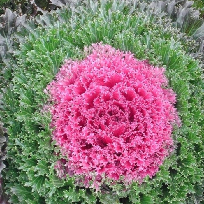 Glamour Red Kale - Brassica oleracea from Wilson Farms Inc