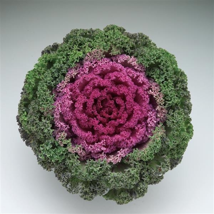 Kamome Red Flowering Kale - Brassica oleracea from Wilson Farms Inc
