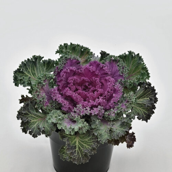 Nagoya Red Flowering Kale - Brassica oleracea from Wilson Farms Inc