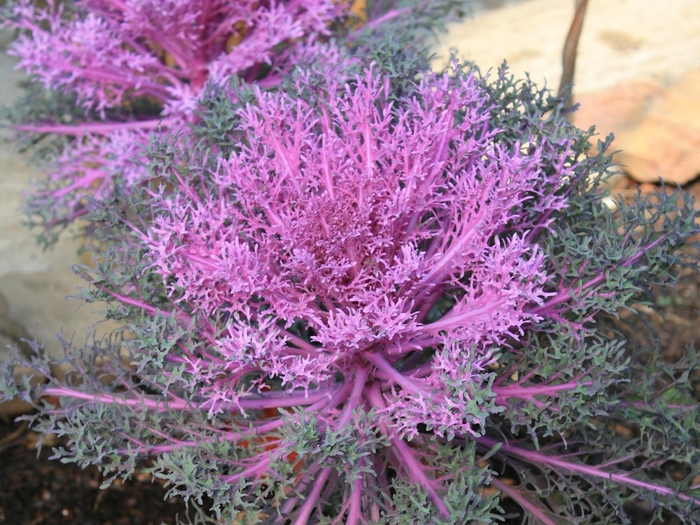 Peacock 'Red' Flowering Kale - Brassica oleracea from Wilson Farms Inc