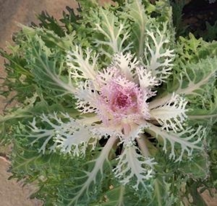 Peacock 'White' Flowering Kale - Brassica oleracea from Wilson Farms Inc