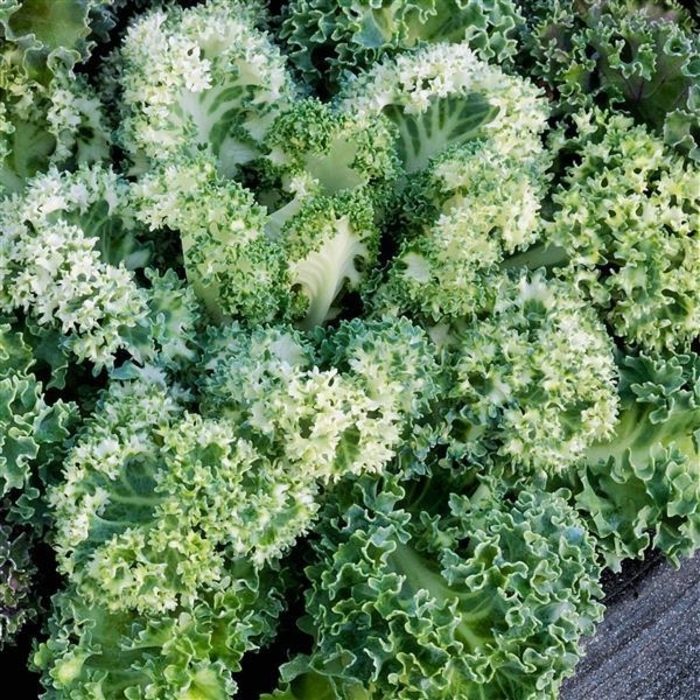 Yokohama White Flowering Kale - Brassica oleracea from Wilson Farms Inc