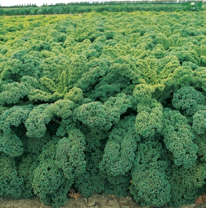 Winterbor Kale - Brassica oleracea from Wilson Farms Inc