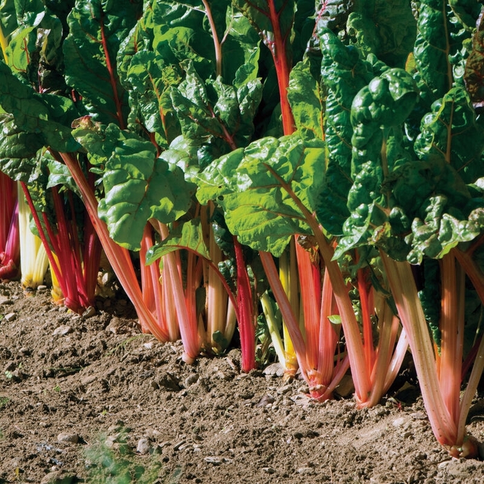 Swiss Chard - Brassica oleracea 'Bright Lights' from Wilson Farms Inc