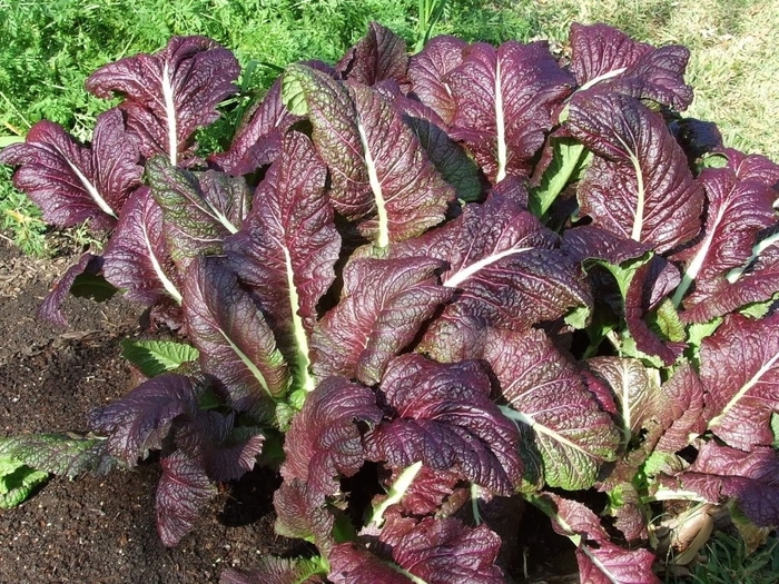 Red Giant Mustard - Brassicaceae from Wilson Farms Inc