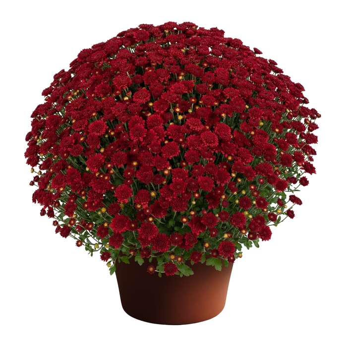 Ashley Red - Chrysanthemum morifolium from Wilson Farms Inc