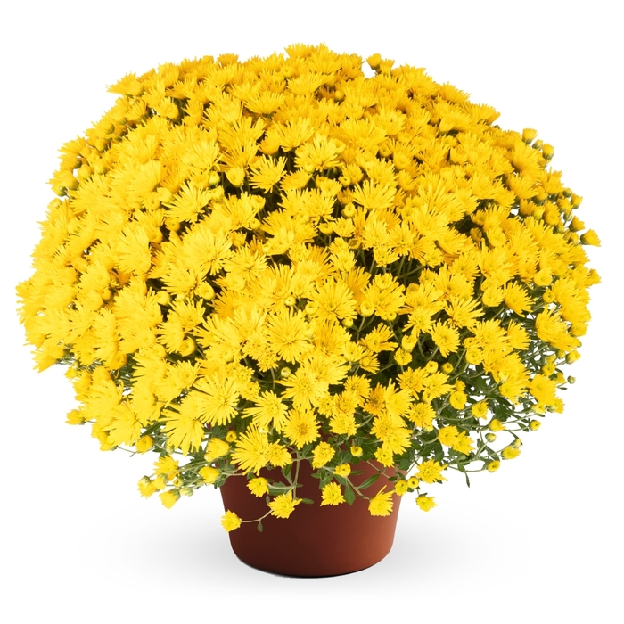 Zelda Yellow - Chrysanthemum morifolium from Wilson Farms Inc