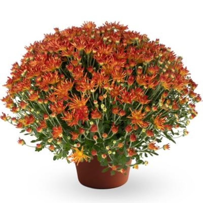 Lucy Bronze Bicolor - Chrysanthemum morifolium from Wilson Farms Inc