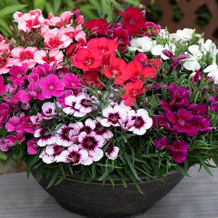 Dianthus ‘Coronet’ Series – Assorted - Dianthus chinensis (Pinks) from Wilson Farms Inc