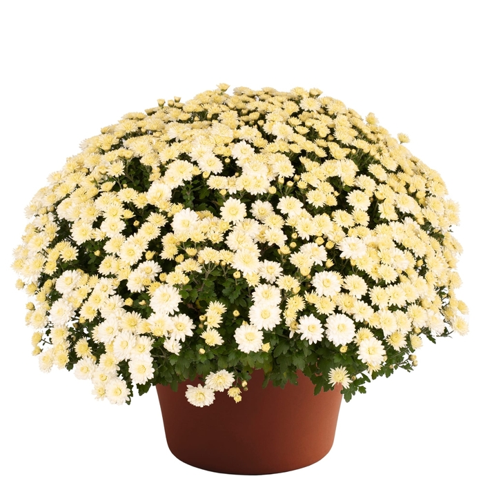 ''Wilma&trade; White'' Garden Mum - Chrysanthemum x morifolium from Wilson Farms Inc