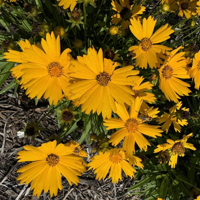 UpTick&trade; Gold - Coreopsis (Tickseed) from Wilson Farms Inc