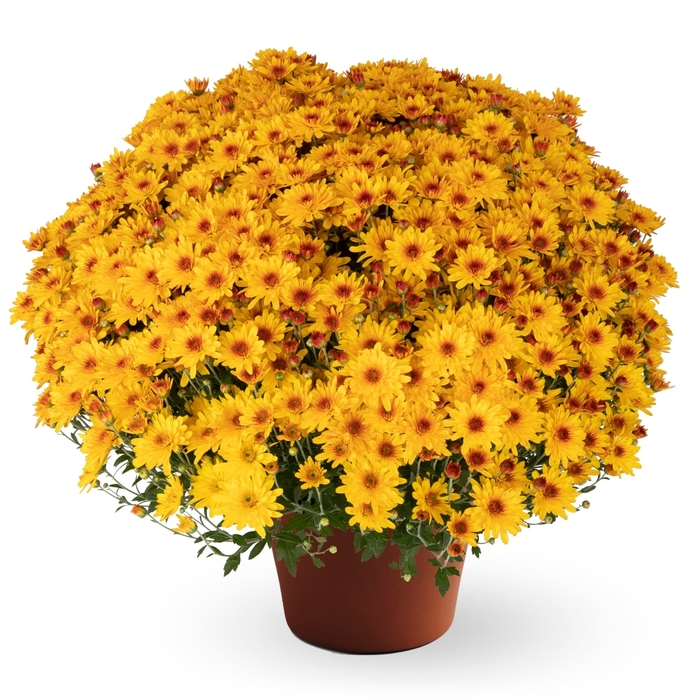 Ellen™ Golden Bicolor - Chrysanthemum morifolium from Wilson Farms Inc