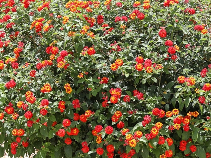 'Dallas Red' Lantana - Lantana camara from Wilson Farms Inc