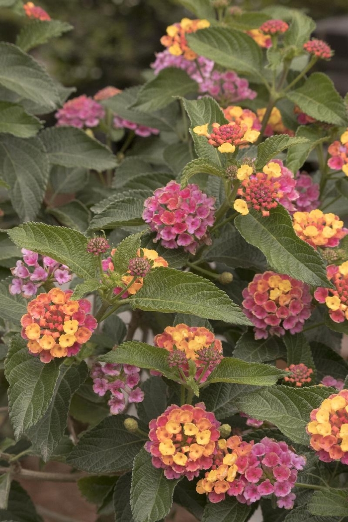 Confetti Lantana - Lantana x 'Moni' from Wilson Farms Inc