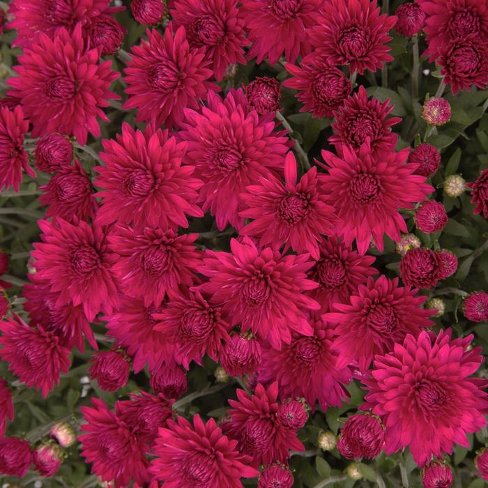 Gabbie&trade; Purple - Chrysanthemum x morifolium (Garden Mum) from Wilson Farms Inc