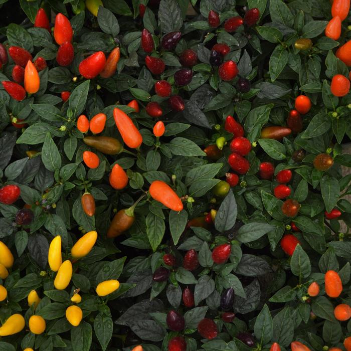 Acapulco Mix - Capsicum annuum (Ornamental Pepper) from Wilson Farms Inc