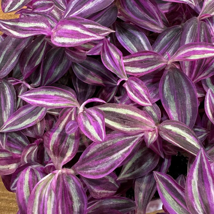 'Pink Paradise' Wandering Jew - Tradescantia zebrinus from Wilson Farms Inc
