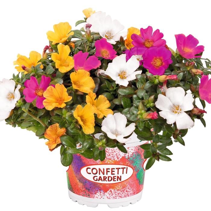 Purslane Assorted - Portulaca oleracea from Wilson Farms Inc