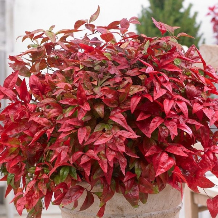 Blush Pink Nandina - Nandina domestica 'Blush Pink' from Wilson Farms Inc