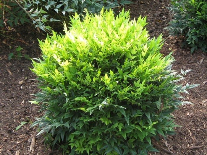 ‘Lemon-Lime’ Nandina - Nandina domestica from Wilson Farms Inc