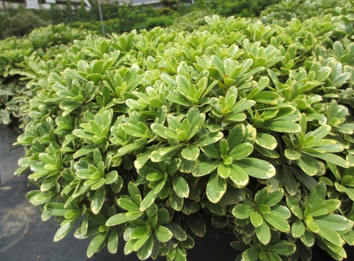 Mojo Pittosporum - Pittosporum tobira from Wilson Farms Inc