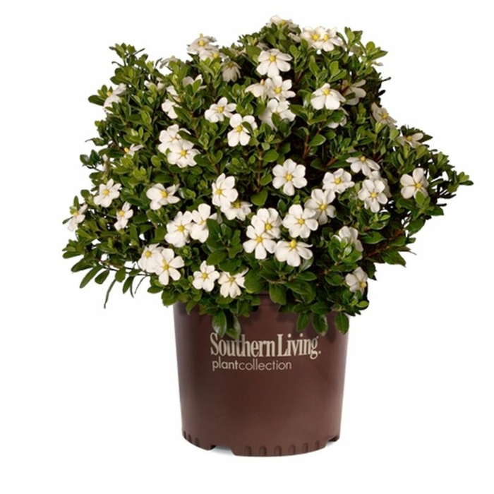 ScentAmazing Gardenia - Gardenia jasminoides 'LEETWO' from Wilson Farms Inc