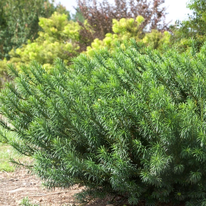 Yewtopia Plum Yew - Cephalotaxus harringtonia ‘Plania’ from Wilson Farms Inc