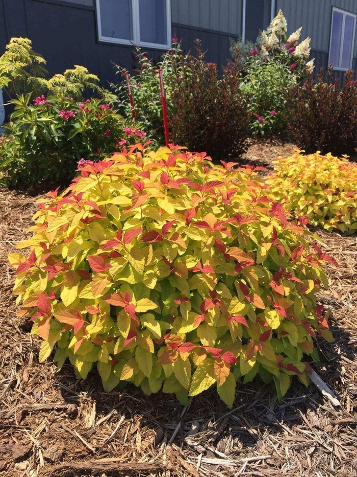 Double Play Candy Corn Spirea - Spiraea japonica from Wilson Farms Inc