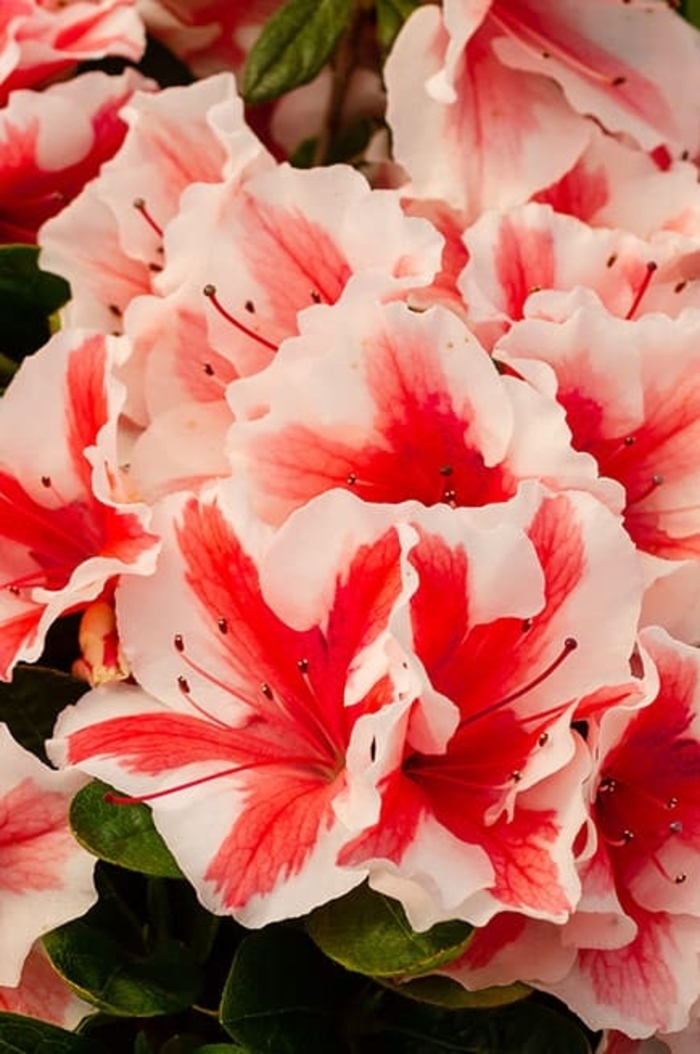 Autumn Starburst - Rhododendron Hybrid ‘Robleze’ from Wilson Farms Inc
