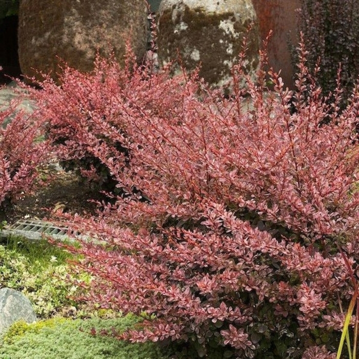 Rose Glow Japanese Barberry - Berberis thunbergii 'Rose Glow' from Wilson Farms Inc