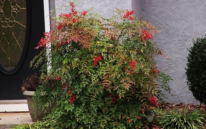 Compact Nandina - Nandina domestica 'Compacta' from Wilson Farms Inc