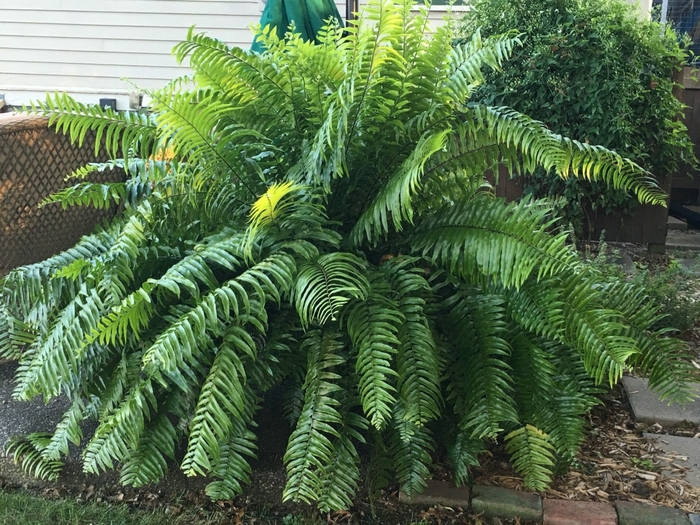 Macho Ferns - Nephrolepis biserrata from Wilson Farms Inc