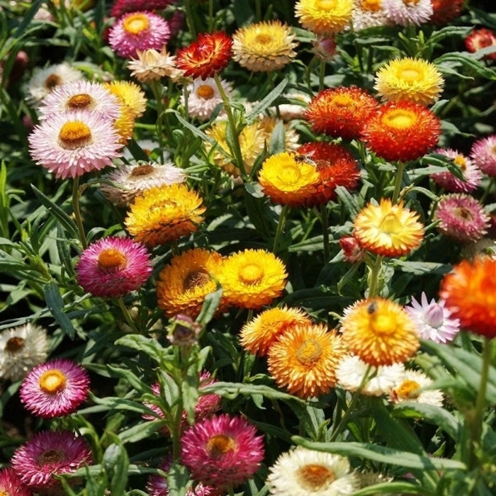 Strawflower - Bracteantha bracteata from Wilson Farms Inc