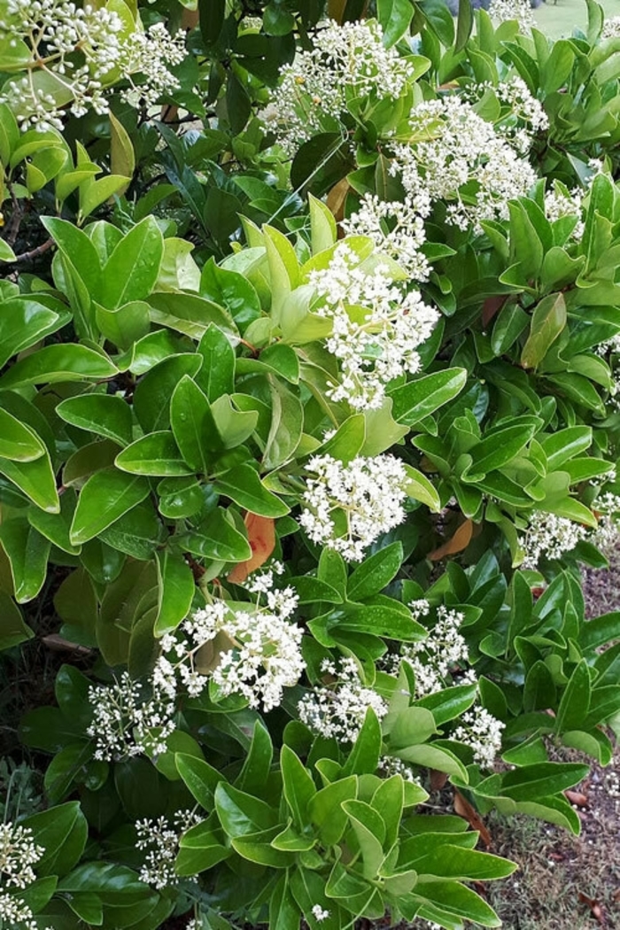 Sweet Viburnum - Viburnum odoratissium from Wilson Farms Inc