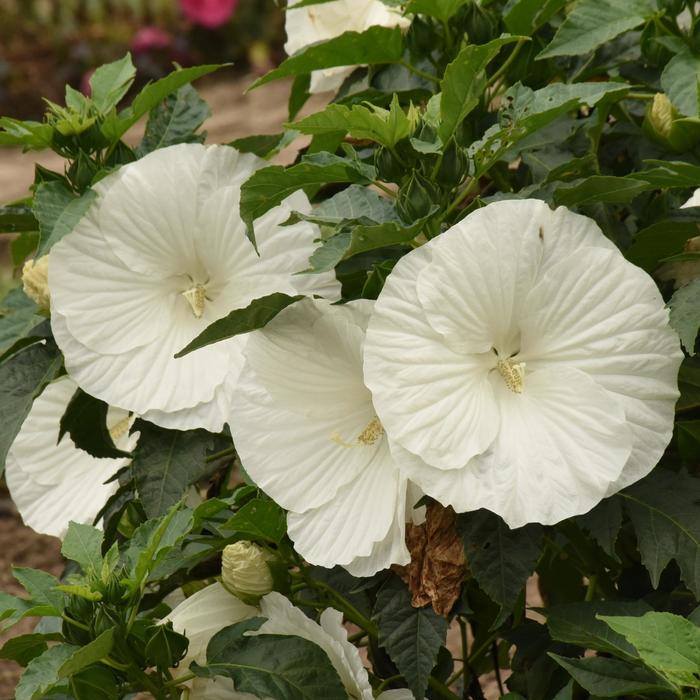 'Marshmallow Moon' Rose-mallow - Hibiscus moscheutos from Wilson Farms Inc