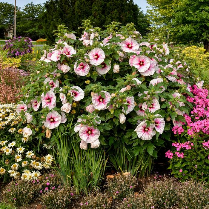 'Angel Eyes' Rose Mallow - Hibiscus from Wilson Farms Inc