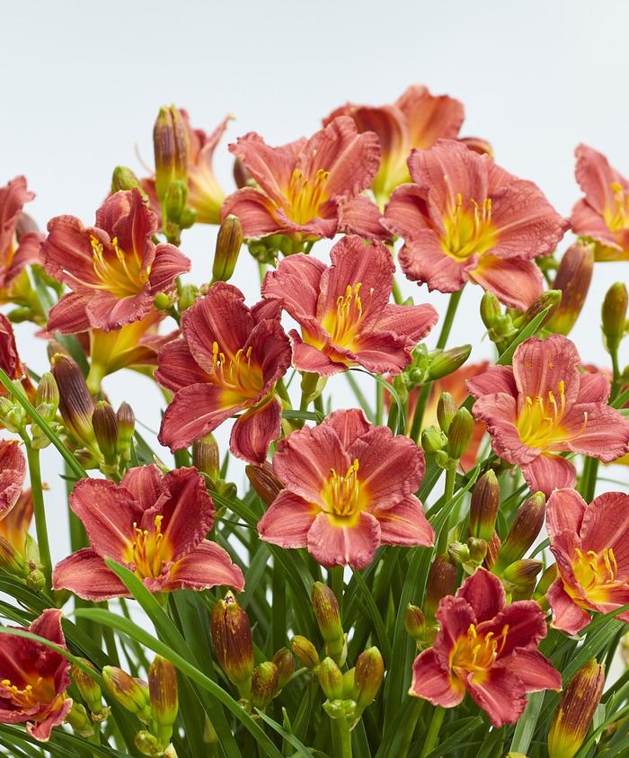 EveryDaylily&reg; Red - Hemerocallis (Daylily) from Wilson Farms Inc