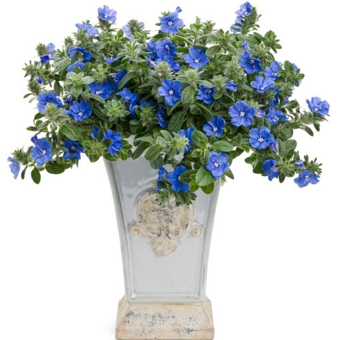 'Blue Daze' Blue My Mind - Evolvulus nuttallianus from Wilson Farms Inc