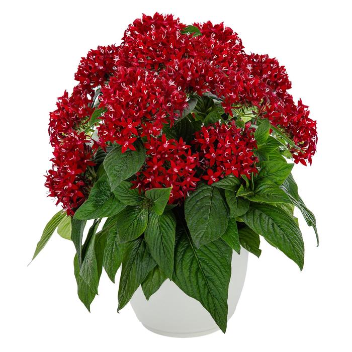 Graffiti&reg; Deep Red - Pentas lanceolata (Star Flower) from Wilson Farms Inc