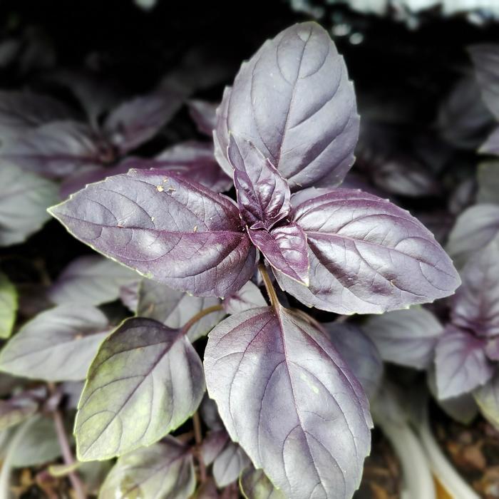'Red Rubin' Basil - Ocimum basilicum from Wilson Farms Inc